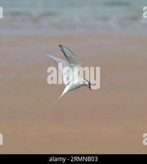 Immagine a colori in formato quadrato di Arctic Tern vista nella vista laterale e che sta per scendere nell'area di nidificazione lungo la costa del Northumberland con sfondo silenzioso Foto Stock