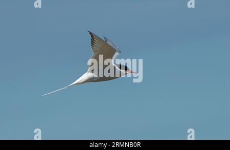 Immagine a colori e vista ravvicinata di Arctic Tern che vola da sinistra a destra a cieli con le ali sollevate ed evidenziate in vista Foto Stock