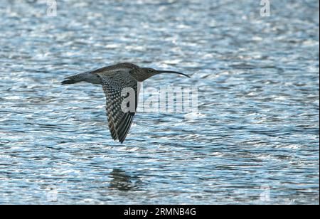 Curlew in volo con vista laterale con ali in posizione abbassata e lungo becco curvo verso il basso e piumaggio facilmente visibili Foto Stock