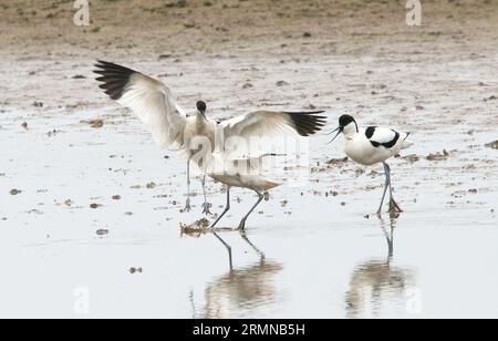 Trio di avocetti in uno scontro, uno con le ali tese mentre due sembrano attaccare il terzo Foto Stock