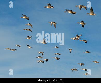 Immagine a colori di un grande gregge di oche Greylag attraentemente illuminate dal sole e viste dal basso contro un cielo azzurro pallido Foto Stock