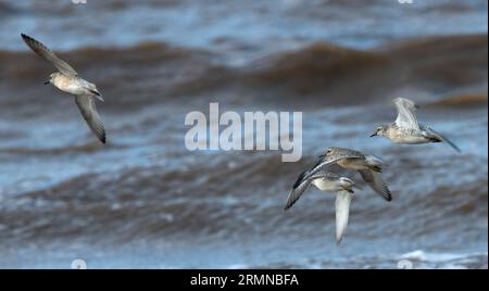 Immagine a colori dei quattro nodi in volo lungo la costa contro il mare con onde che si infrangono e volano da destra a sinistra Foto Stock