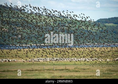 Un enorme gregge di Starling prende il volo, riempiendo l'immagine, da un campo vicino al bordo delle acque con una piccola collina sullo sfondo Foto Stock