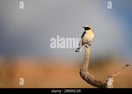 Wheatear dalla gola nera o Oenanthe, arroccato su un ramoscello Foto Stock