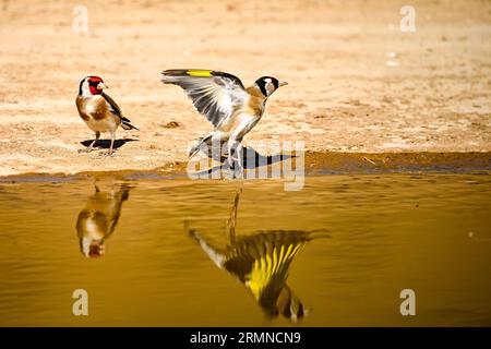 Goldfinch o Carduelis carduelis, riflesso in stagno dorato Foto Stock