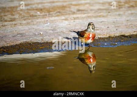 Linnet o Linaria cannabina, riflessa nella sorgente dorata Foto Stock