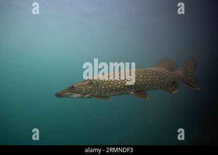 Northern Pike vicino alla superficie. Picca durante le immersioni diurne. Predatore principale nel lago. Foto Stock