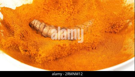 Curcuma, curcuma longa, Root Falling on Curcuma Powder, Indian Spice Foto Stock
