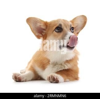 Simpatico cane Corgi che lecca il naso isolato su sfondo bianco Foto Stock