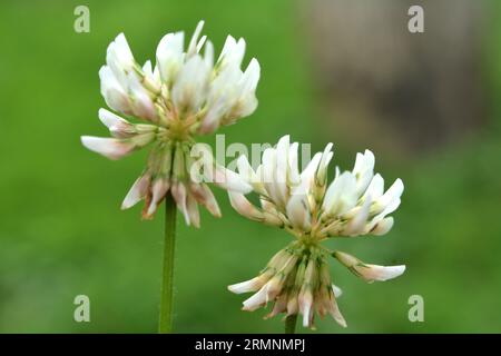 Il trifoglio è di natura bianca (Trifolium repens) Foto Stock