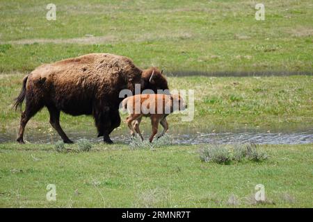 Il vitello di Bison corre accanto alla madre nel parco nazionale di Yellwostone, Wyoming Foto Stock