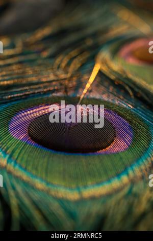 Un'immagine ravvicinata di una singola e vibrante piuma Peacock, con le sue caratteristiche piume blu e verdi Foto Stock