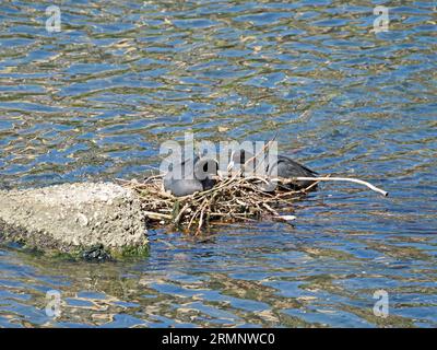 Coppia di Coots, Fulica atra, costruzione e cura nido sul po a Torino. Il maschio porta i ramoscelli che la femmina intreccia nella struttura. Foto Stock