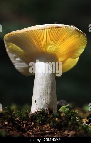 Common Yellow Rusula (Russula ochroleuca) Hamsterley Forest, Teesdale, County Durham, Regno Unito Foto Stock