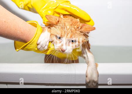 Il gatto rosso bagnato e spaventato salta fuori dal bagno. Animali da bagno, cura e igiene. Foto Stock