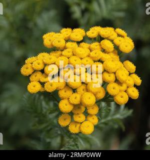 Tansy (Tanacetum vulgare) è una pianta erbacea perenne in fiore del genere Tanacetum della famiglia aster, originaria dell'Europa temperata e dell'Asia Foto Stock