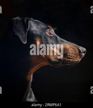 Ritratto di un cucciolo Doberman Pinscher nero e rosso a nove mesi Foto Stock