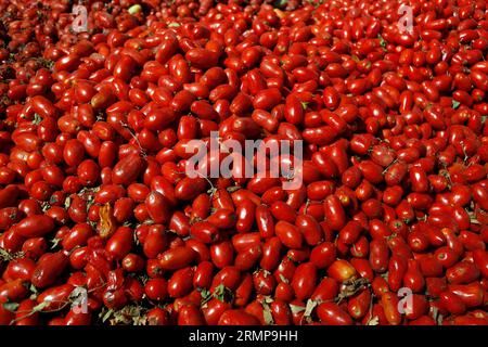 Castellon, Spagna, 29/08/2023, ancora un anno la Llosa è diventata fornitore ufficiale di pomodori per le celebrazioni "la Tomatina" a Buñol, dichiarata festival di interesse turistico internazionale, dove vengono utilizzati migliaia di chili di pomodoro, nei magazzini della società locale Citrimed, a la Llosa, a Castellon (Spagna). A soli 30 chilometri da Valencia si trova Buñol, la cui fama è dovuta a una curiosa usanza dei suoi abitanti: 'La Tomatina, la più grande battaglia di pomodori del mondo, che si tiene l'ultimo mercoledì di agosto. Quest'anno sono state caricate 150 tonnellate di pomodori maturi Foto Stock
