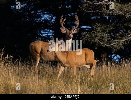 Mandria di cervi mulattili nelle alte zone del Colorado Foto Stock