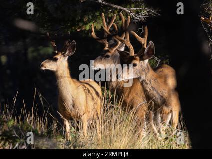 Mandria di cervi mulattili nelle alte zone del Colorado Foto Stock