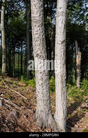 Malattia della corteccia di faggio (BBD). Corteccia di Fagus infestata da Xylococculus betulae, Cryptococcus fagisuga, Neonectria faginata. Foto Stock