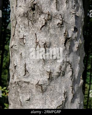 Malattia della corteccia di faggio (BBD). Corteccia di Fagus infestata da Xylococculus betulae, Cryptococcus fagisuga, Neonectria faginata. Foto Stock