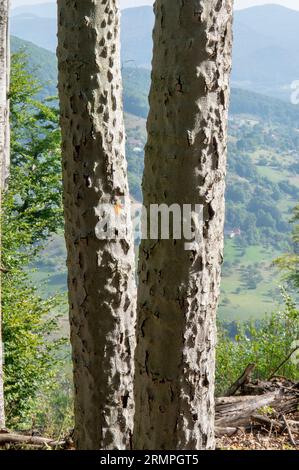 Malattia della corteccia di faggio (BBD). Corteccia di Fagus infestata da Xylococculus betulae, Cryptococcus fagisuga, Neonectria faginata. Foto Stock