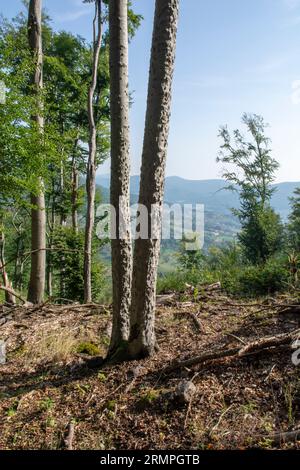 Malattia della corteccia di faggio (BBD). Corteccia di Fagus infestata da Xylococculus betulae, Cryptococcus fagisuga, Neonectria faginata. Foto Stock