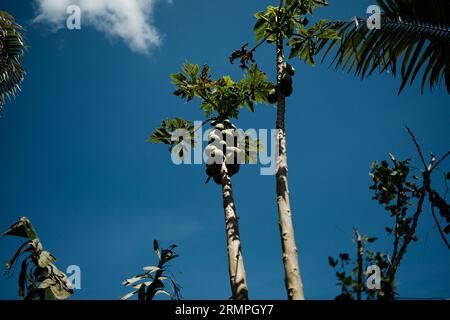 Un albero di papaia con cieli blu Foto Stock