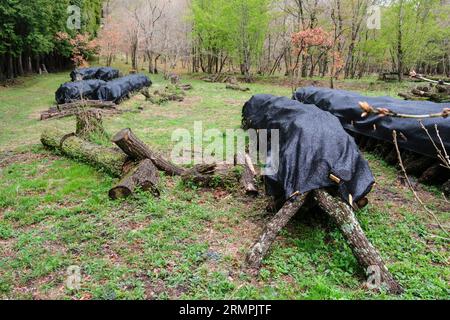 Giappone, Kyushu. Fattoria di funghi shiitake nella foresta. I funghi crescono sui tronchi di quercia coperti. Foto Stock