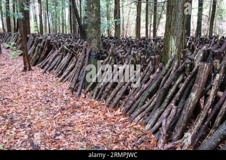 Giappone, Kyushu. Fattoria di funghi shiitake nella foresta. Le spore di funghi saranno impiantate su questi tronchi di quercia. Foto Stock