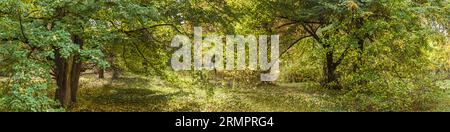 parcheggia gli alberi con i colori del fogliame autunnale. immagine panoramica ampia. Foto Stock