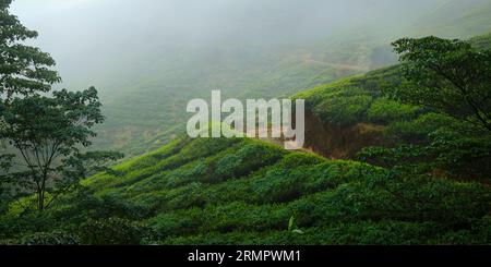 Piantagione di tè a cameron Highland, in Malesia Foto Stock