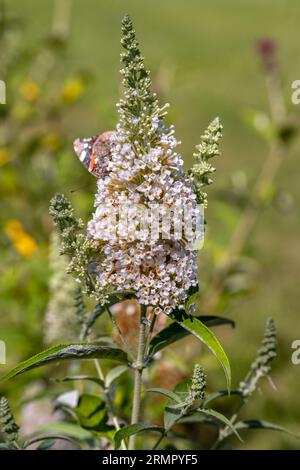 Fioritura fiori di buddleja davidii iin un giardino estivo. Fiori che farfalle amore Foto Stock