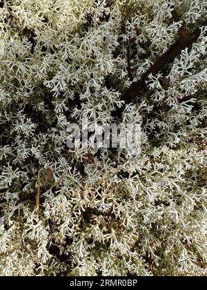 Consistenza della pietra con Moss. Muschio verde sullo sfondo sulla superficie della roccia, sulla superficie della parete. Foto di alta qualità Foto Stock