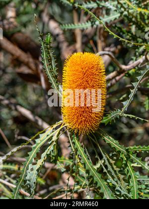 Il Banksia ashbyi, comunemente noto come Ashby's banksia, è una specie di arbusto o piccolo albero endemico dell'Australia Occidentale. Foto Stock