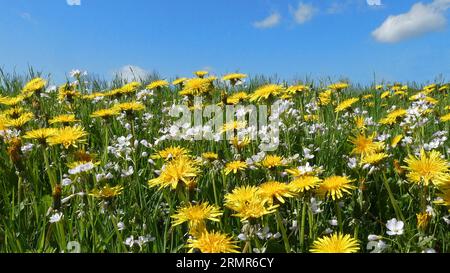 Un campo d'erba con fiori di cucù e danzanti comuni contro un cielo blu. I nomi latini di queste piante sono Cardamine pratensis e Taraxacum officin Foto Stock
