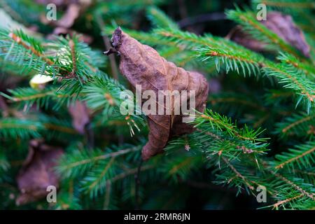 vecchia foglia essiccata Foto Stock