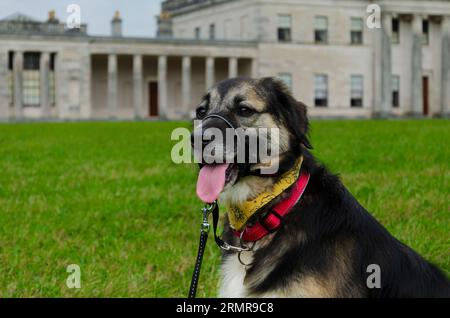 Enniskillen County Fermanagh Irlanda del Nord agosto 28 2023 - cane seduto di fronte alla casa signorile di Enniskillen Foto Stock