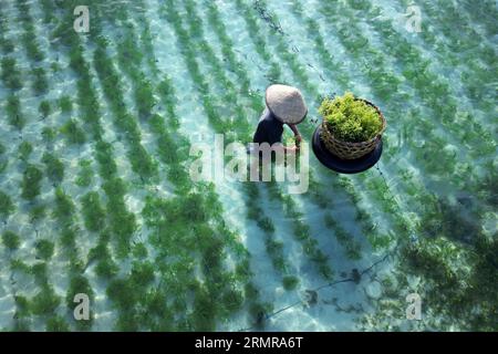 Raccolta di erbacce marine presso la fattoria di alghe marine dell'isola di Lembongan in Indonesia Foto Stock