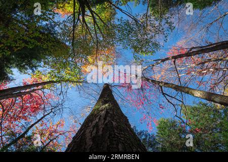 Alti alberi autunnali al Lye Brook Hollow di Manchester, Vermont, USA, in un pomeriggio di sole, con foglie autunnali di colore diverso contro un cielo blu. Foto Stock