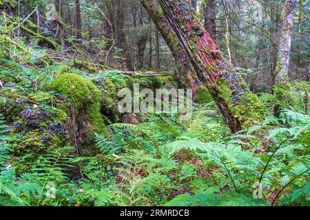 Felci che crescono in una vecchia foresta da un muro di pietra Foto Stock