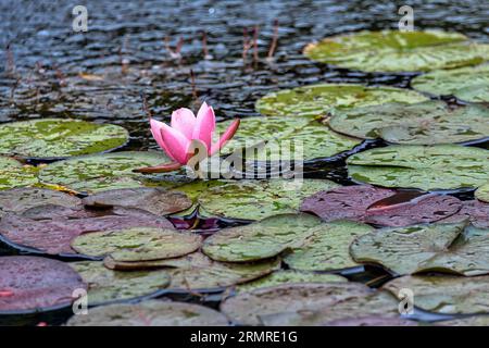 Seerosen in einem Teich vom Schlosspark Schönbrunn a Vienna Foto Stock