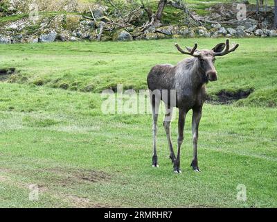 Un alce su un prato verde in Scandinavia. Re delle foreste in Svezia. Il mammifero più grande d'Europa. Foto animale Foto Stock