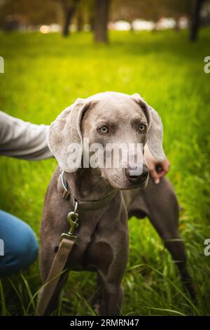 Weimaraner cane al guinzaglio con proprietario. Taglio che rende la donna irriconoscibile. Parco con sentiero e prato verde e luce brillante. Foto Stock