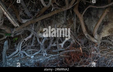 Le radici di diversi alberi e cespugli si intrecciavano sotto terra sulla riva del mare Foto Stock