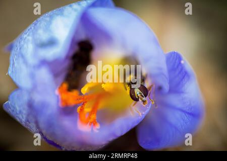 Una mosca, che impollina il fiore di croco, da cui viene prodotto lo zafferano Foto Stock