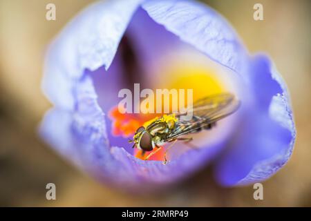 Una mosca, che impollina il fiore di croco, da cui viene prodotto lo zafferano Foto Stock