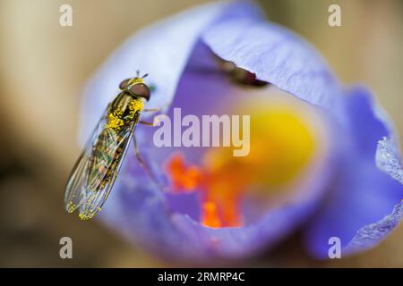 Una mosca, che impollina il fiore di croco, da cui viene prodotto lo zafferano Foto Stock