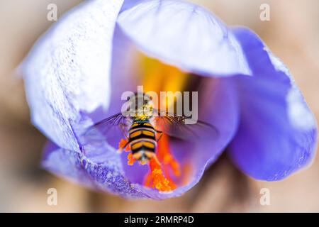 Una mosca, che impollina il fiore di croco, da cui viene prodotto lo zafferano Foto Stock